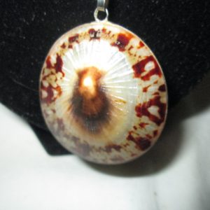 Beautiful Shell necklace trimmed in sterling silver with sterling chain