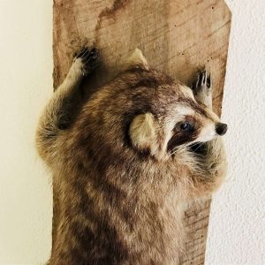 Climbing Mounted Racoon showing teeth Taxidermy wall decor hunting lodge cabin collectible Mountain home Log Cabin RARE display Brown