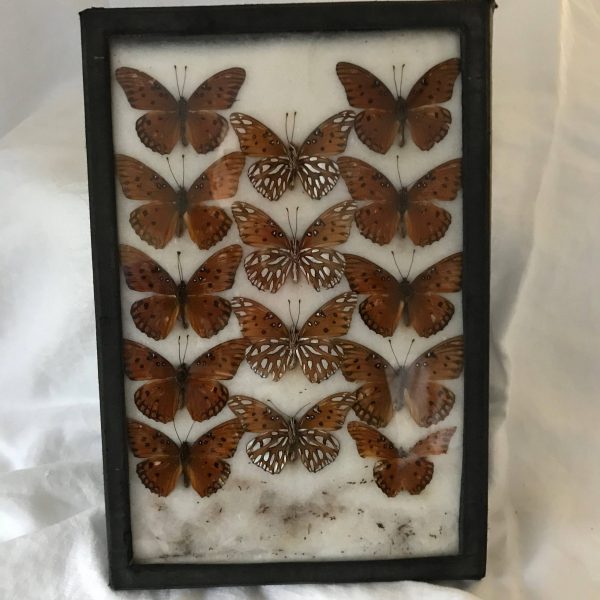 Vintage Butterfly taxidermy preservation box display collectible 14 butterflies under glass with cotton base insect