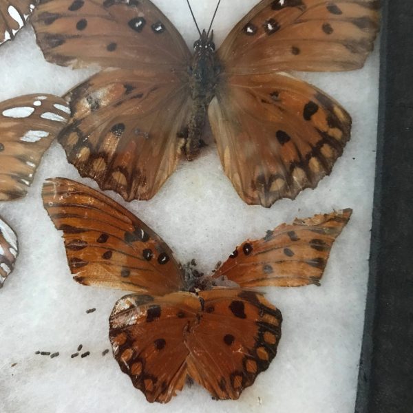 Vintage Butterfly taxidermy preservation box display collectible 14 butterflies under glass with cotton base insect