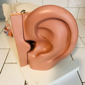 Vintage Ear Model Audiology 1986 Germany removable parts to educate on inner ear medical collectible pharmacy Doctor's office display